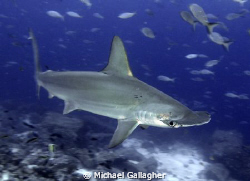Scalloped Hammerhead Shark at Darwin's Arch in the Galapagos by Michael Gallagher 